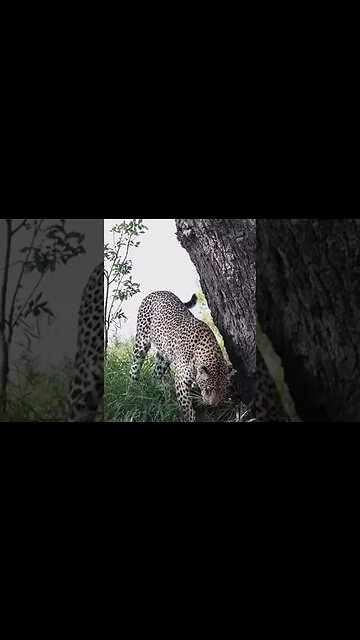 Leopard sighting