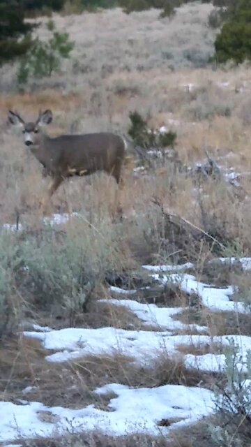 Mule deers lucky day