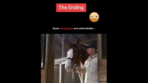 Clydesdale and Puppy
