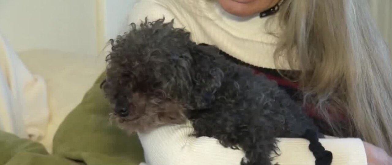 TRENDING: Pet poodle safe 28 hours after taken by hawk
