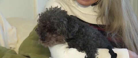 TRENDING: Pet poodle safe 28 hours after taken by hawk