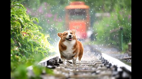 Dogs are my favorite people. my happy 🐱 pets. 👌👌