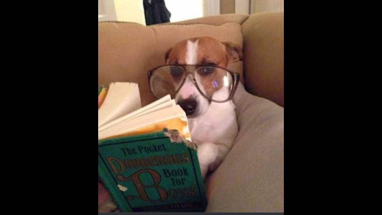 The most beautiful funny dog in the world