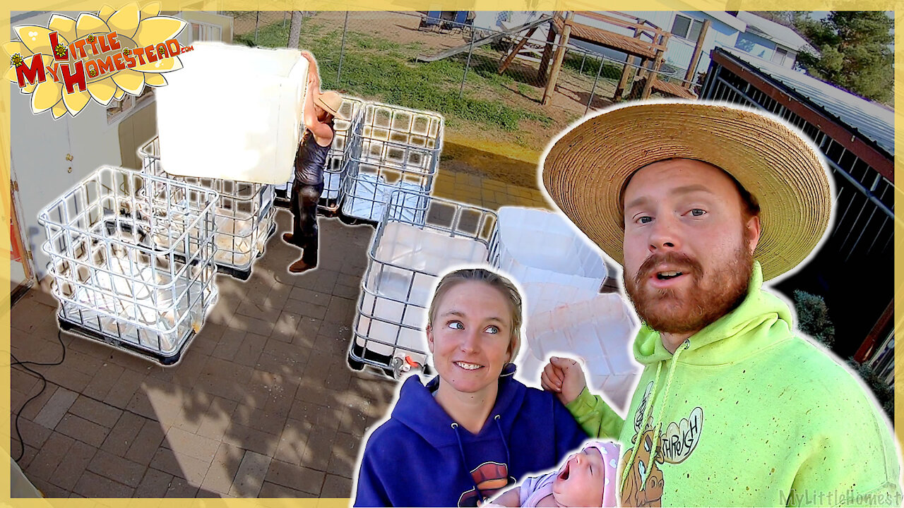 Aquaponic Tanks, Trip to Oatman & Baby spots Mobile @20:37! | Weekly Peek Ep223