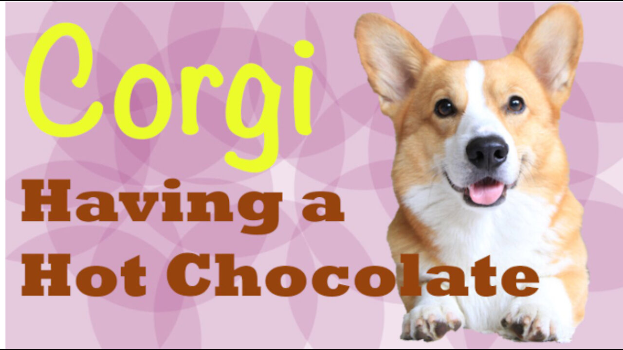 Hot Chocolate (Topi the Corgi)
