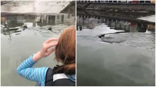 Bambini avvistano uno squalo durante la lezione di vela