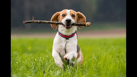 Teaching Your Dog How To Fetch