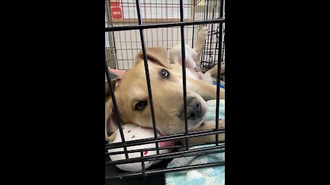 Puppy cuteness at the Animal Shelter