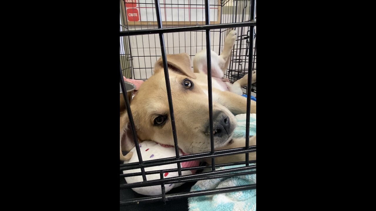 Puppy cuteness at the Animal Shelter