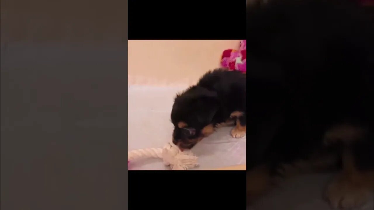 cute cat and dog funny videos