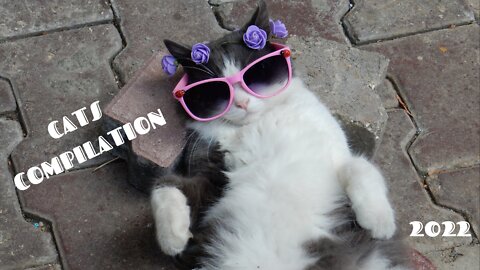 Funny And Cute Cats Everyday Activity Compilation