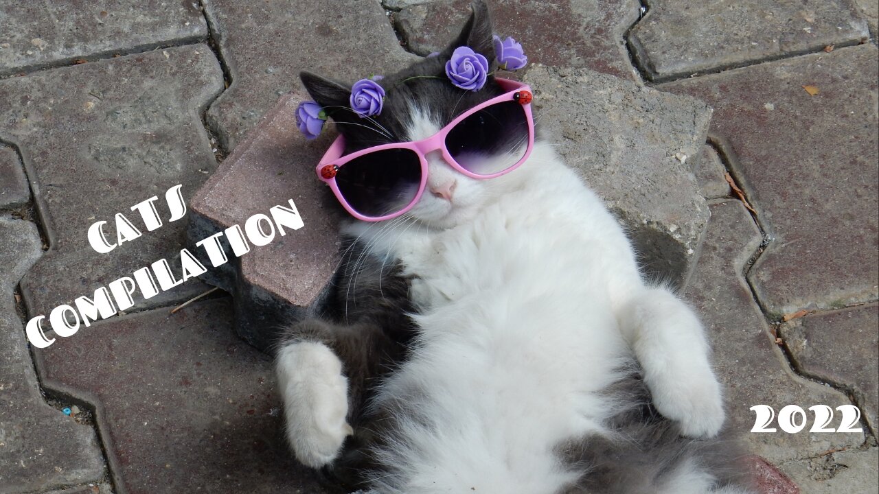 Funny And Cute Cats Everyday Activity Compilation