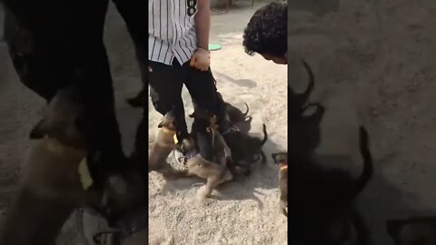 Cachorrinhos no Pé do Dono #shorts
