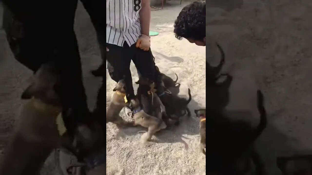 Cachorrinhos no Pé do Dono #shorts