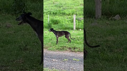 Cute Disable Greyhound Meanders on Our Property