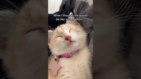 Drama cat #funny #animals #shorts #video #tranding