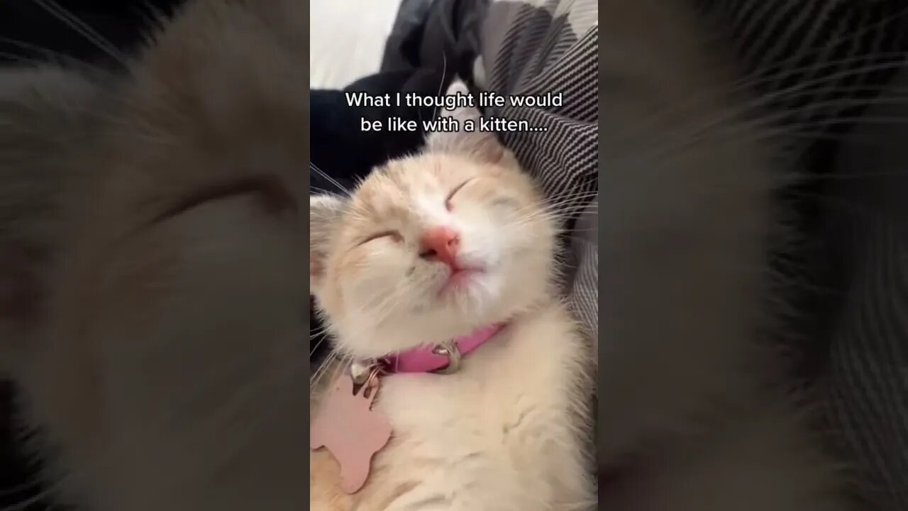 Drama cat #funny #animals #shorts #video #tranding