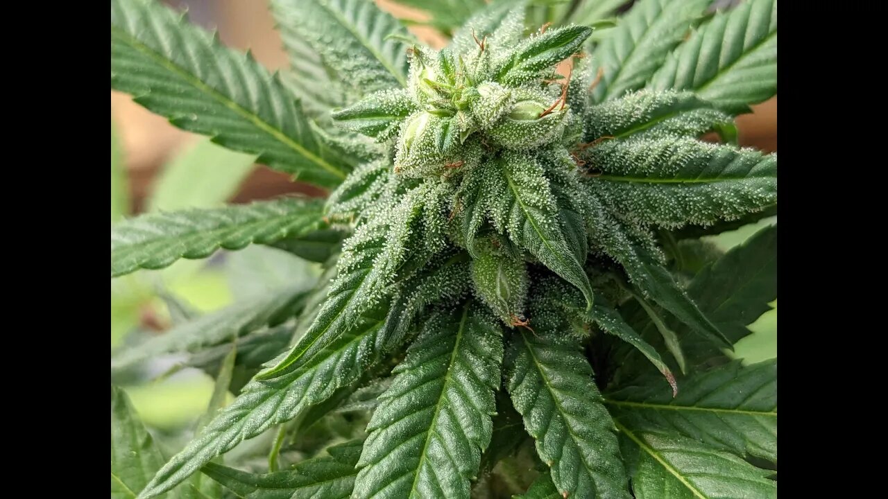 Fully Pollinated Flowers with Mostly Developed Seeds