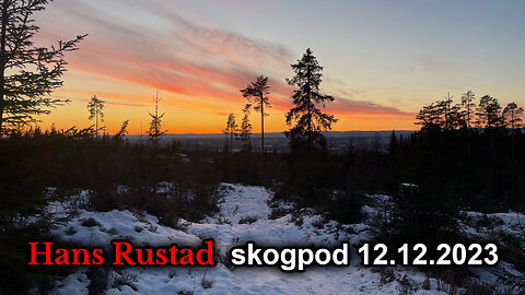 Skogpod 12. desember 2023