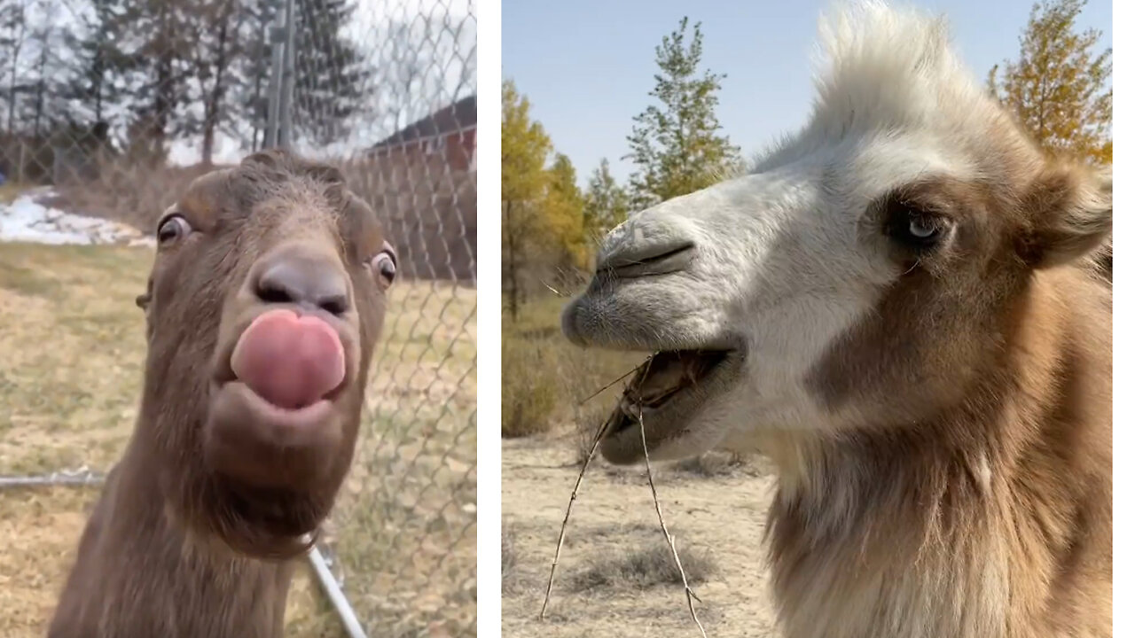 cute big camel