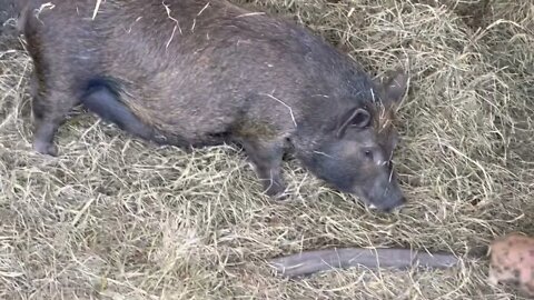 Come along with me to spend time with our animals.
