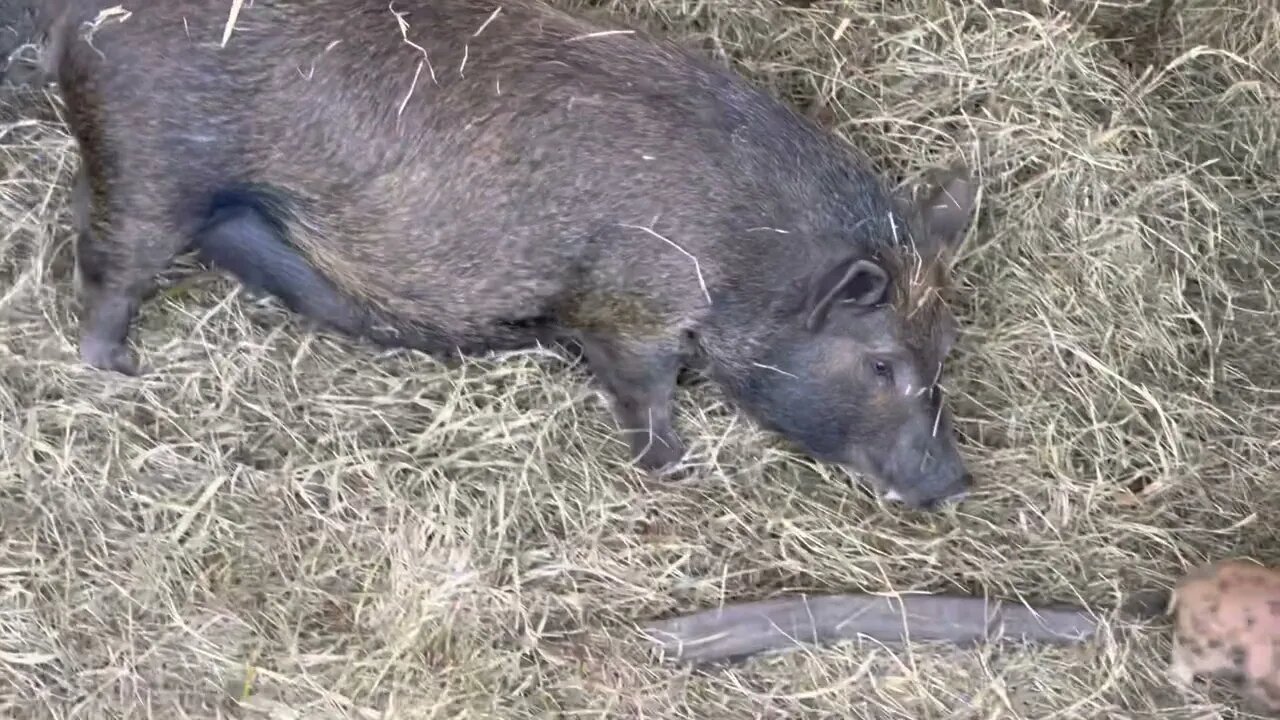 Come along with me to spend time with our animals.