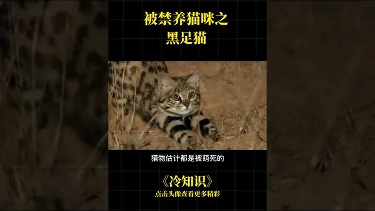 Banned # cat the black footed cat cat