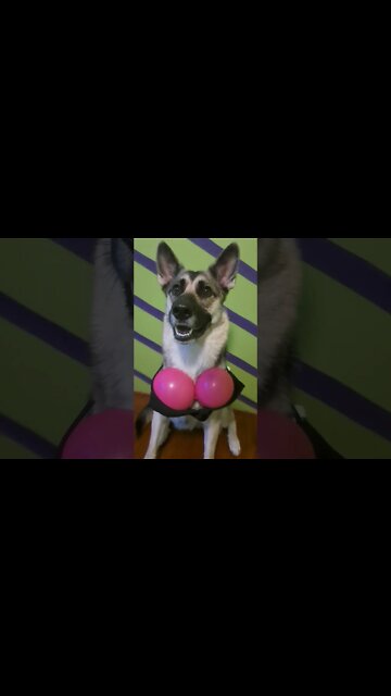 Maples Influencer Meme Part 1 #shorts #dogmeme #dogsoftiktok #memes #memesdaily #meme