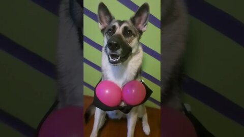 Maples Influencer Meme Part 1 #shorts #dogmeme #dogsoftiktok #memes #memesdaily #meme