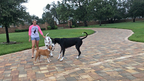 Max and Katie the Great Danes are Safe After Irma