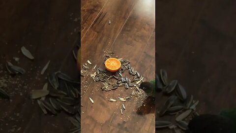 Birdie in food paradise!