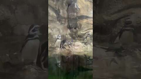 Pinguim Aquário Paranaguá