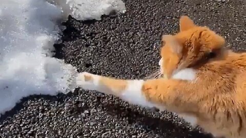 Cat sees snow first time in his life