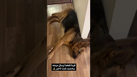 غذا سگ غذا تیدا غذای تیدا غذا تیدا سگ غذای سگ خانگی غذای سگ گربه غذای گربه سگ غذای سگ تیدا گربه غذا