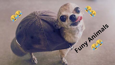 Funny Animal video | #001