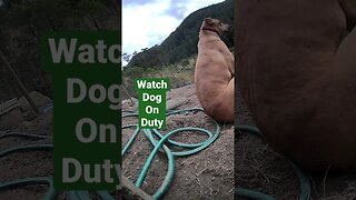 Farm surveillance. Watch dog