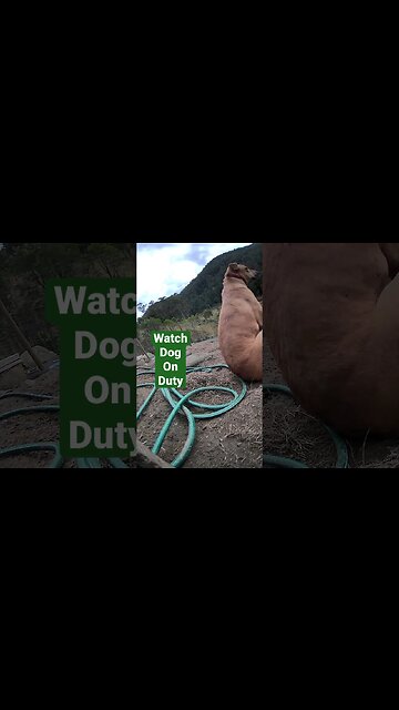 Farm surveillance. Watch dog