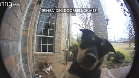 Cute dog learns to use door bell to get owners attention
