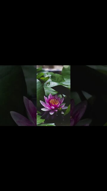 1 Minute Meditation I'M GRATEFUL FOR TIME ALWAYS IN MY FAVOR #shorts #youtubeshorts