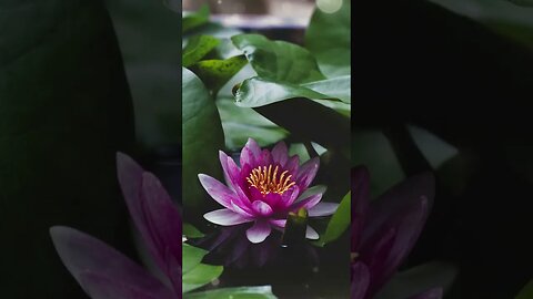 1 Minute Meditation I'M GRATEFUL FOR TIME ALWAYS IN MY FAVOR #shorts #youtubeshorts