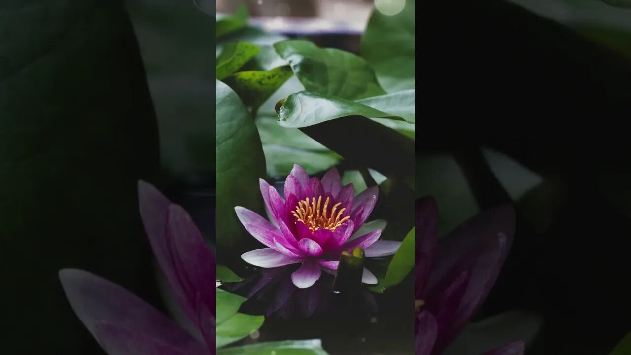 1 Minute Meditation I'M GRATEFUL FOR TIME ALWAYS IN MY FAVOR #shorts #youtubeshorts