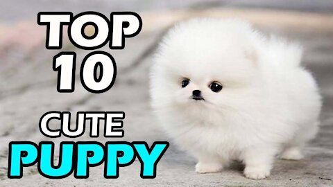 Beautiful dogs ever