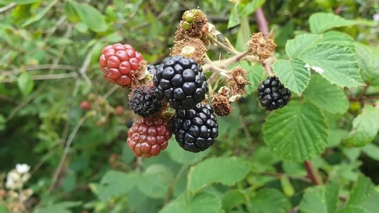 Country walk