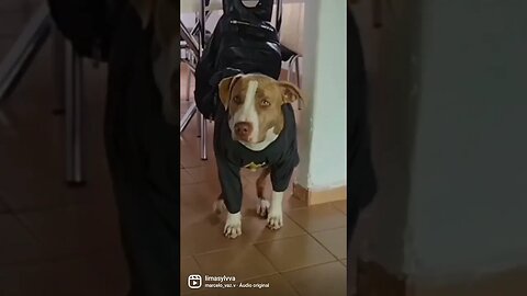 Pit Bull #short #amor