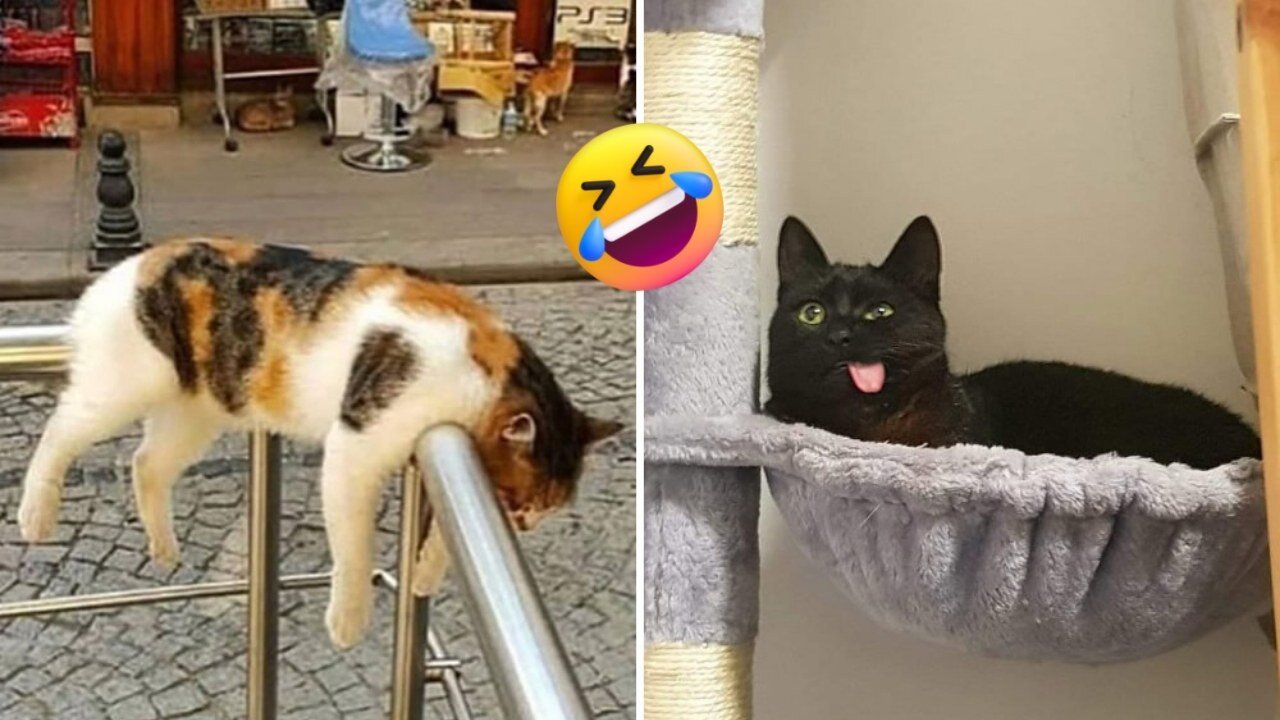Funniest 😻 Cats Try Not To Laugh 🤣 - Funny Pet Animals' Life