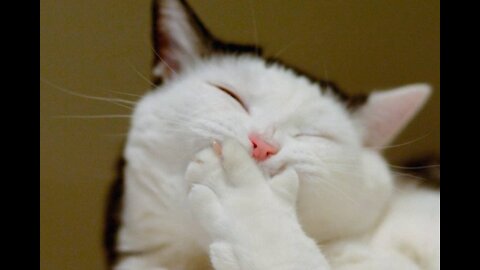 Funny Cat Videos and Meme Compilations 2021