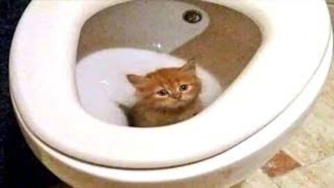 Try to stay SERIOUS -The most popular CAT videos