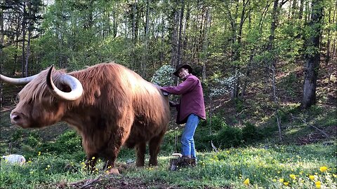 Mad cow or just moo-dy