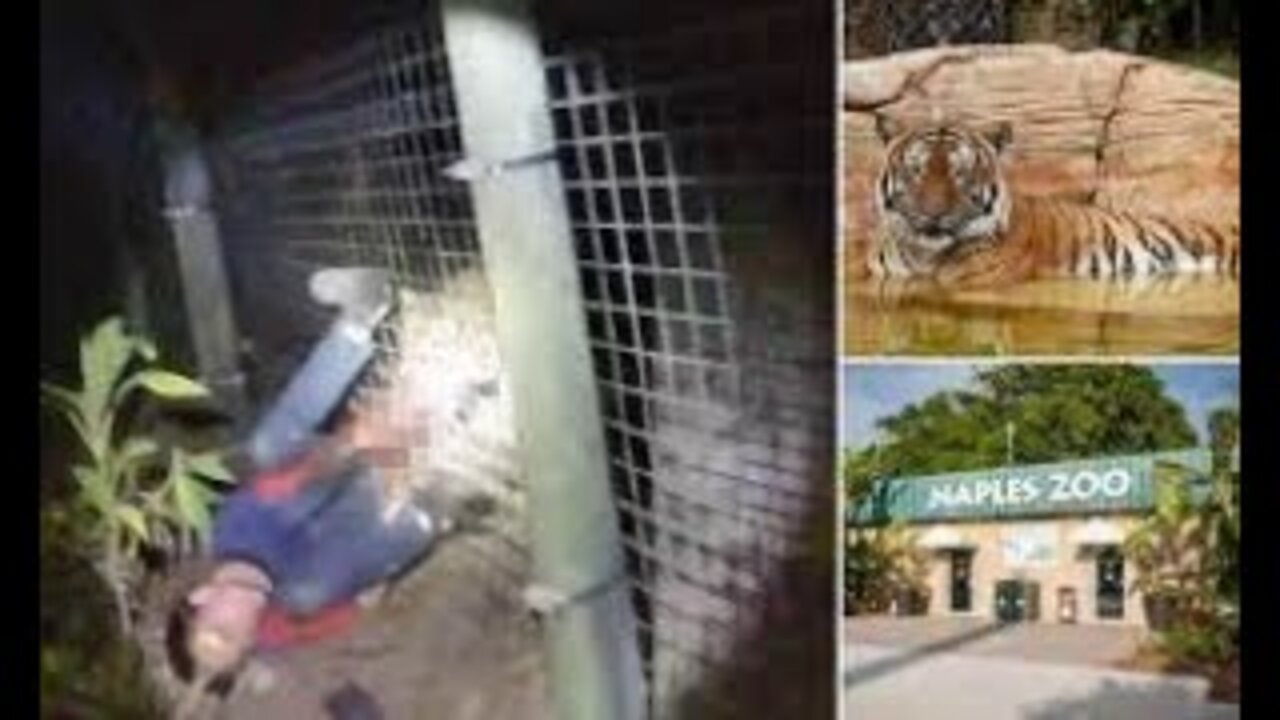 Naples Zoo Tiger Attack. 911 and Bodycam Synced and Uncensored