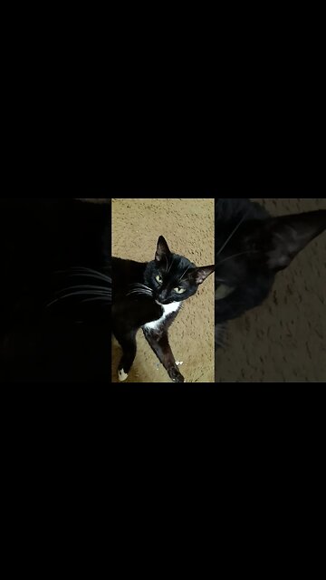 cat being a cat #shortsfeed #shortsvideo #kittycat #catvideos #cat